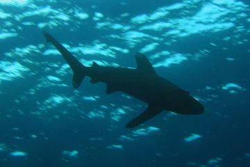 Carcharhinus longimanus