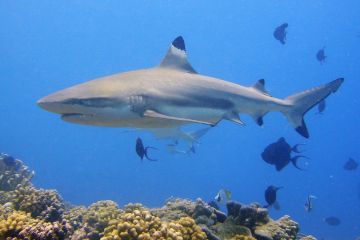 Carcharhinus melanopterus