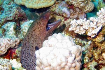 Gymnothorax javanicus