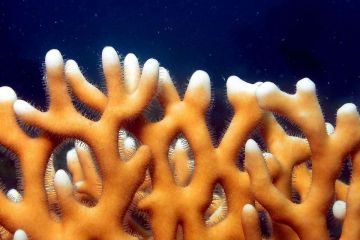 Millepora dichotoma
