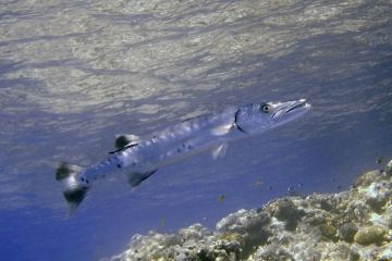 Sphyraena barracuda