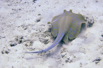 Taeniura lymma