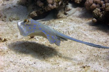 Taeniura lymma