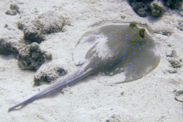 Taeniura lymma