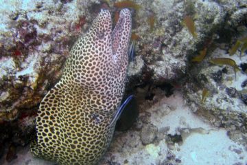 Gymnothorax favagineus