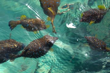 Ostracion cyanurus