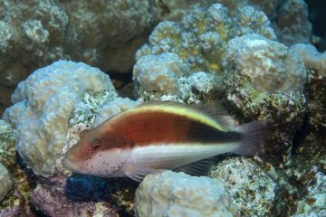 Paracirrhites forsteri