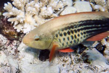 Scarus frenatus (female)