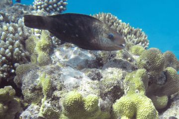 Chlorurus sordidus