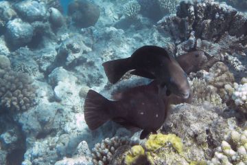 Chlorurus sordidus