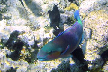 Chlorurus sordidus