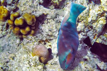 Chlorurus sordidus