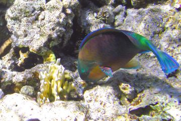 Chlorurus sordidus