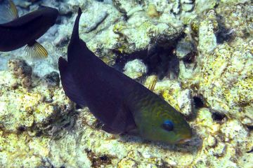 Chlorurus genazonatus (female)