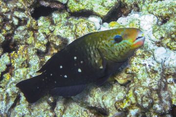 Chlorurus sordidus