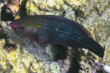 Scarus niger (female)
