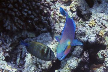 Chlorurus sordidus