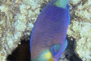 Chlorurus sordidus