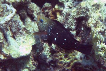 Chlorurus sordidus