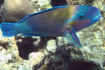 Chlorurus sordidus