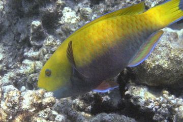 Scarus ferrugineus (female)