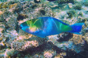 Scarus ferrugineus