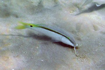 Parupeneus forsskali