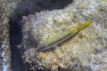 Parupeneus forsskali