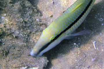 Parupeneus forsskali