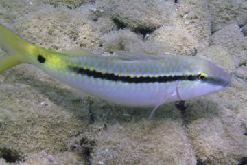 Parupeneus forsskali