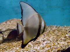 Platax orbicularis