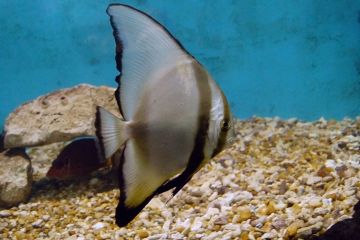 Platax orbicularis