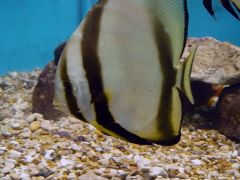 Platax orbicularis