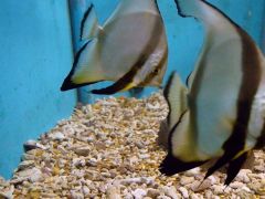 Platax orbicularis
