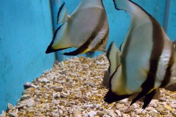 Platax orbicularis