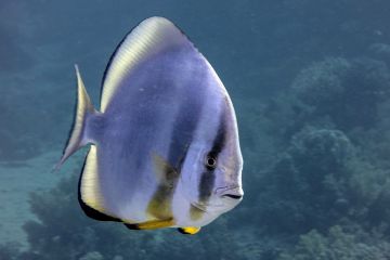 Platax orbicularis