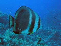 Platax orbicularis
