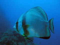 Platax orbicularis