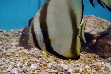 Platax orbicularis