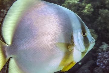 Platax orbicularis