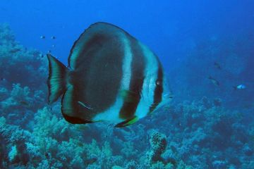 Platax orbicularis