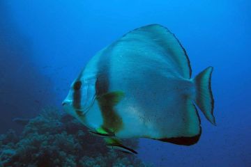 Platax orbicularis