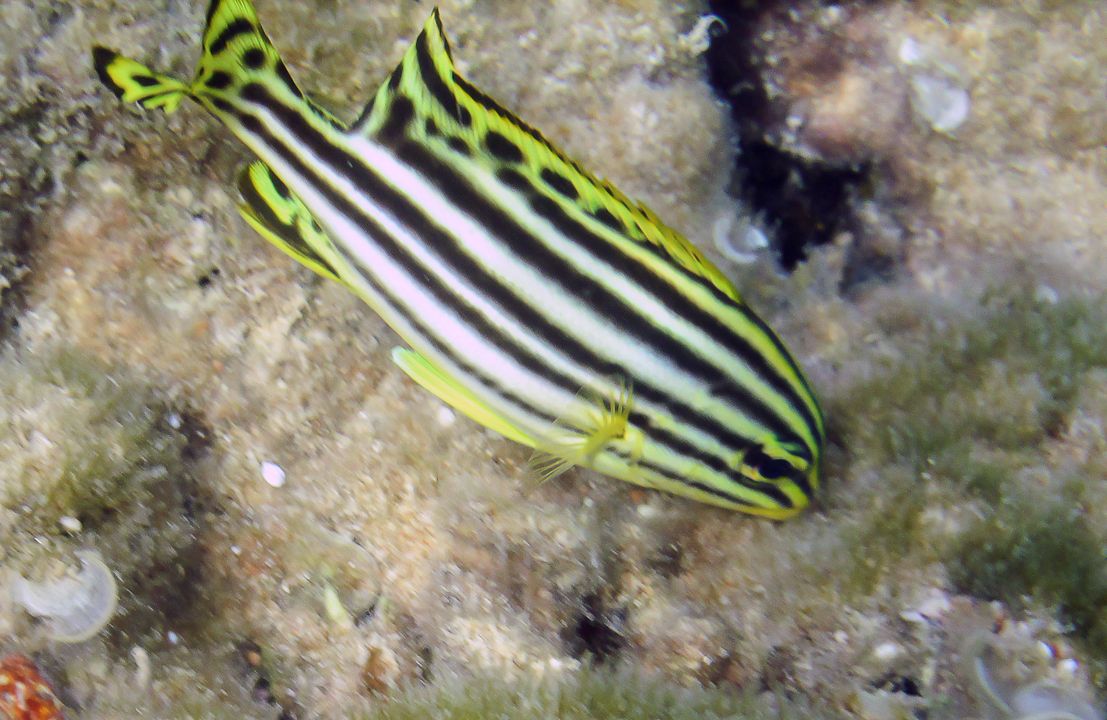 Jw Plectorhinchus gaterinus