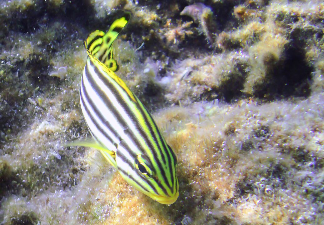 Jw Plectorhinchus gaterinus