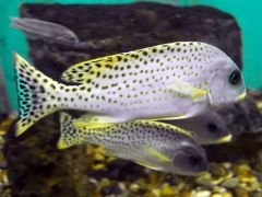 Plectorhinchus gaterinus