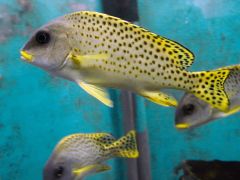 Plectorhinchus gaterinus