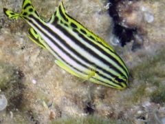 Jw Plectorhinchus gaterinus