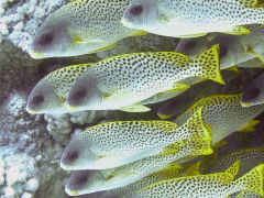 Plectorhinchus gaterinus