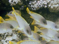 Plectorhinchus gaterinus