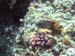 Plectroglyphidodon lacrymatus